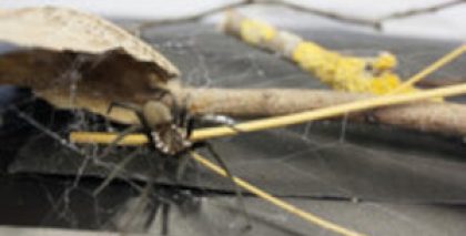 WELCOME TO PROJECT BIOCOMBS4NANOFIBERS